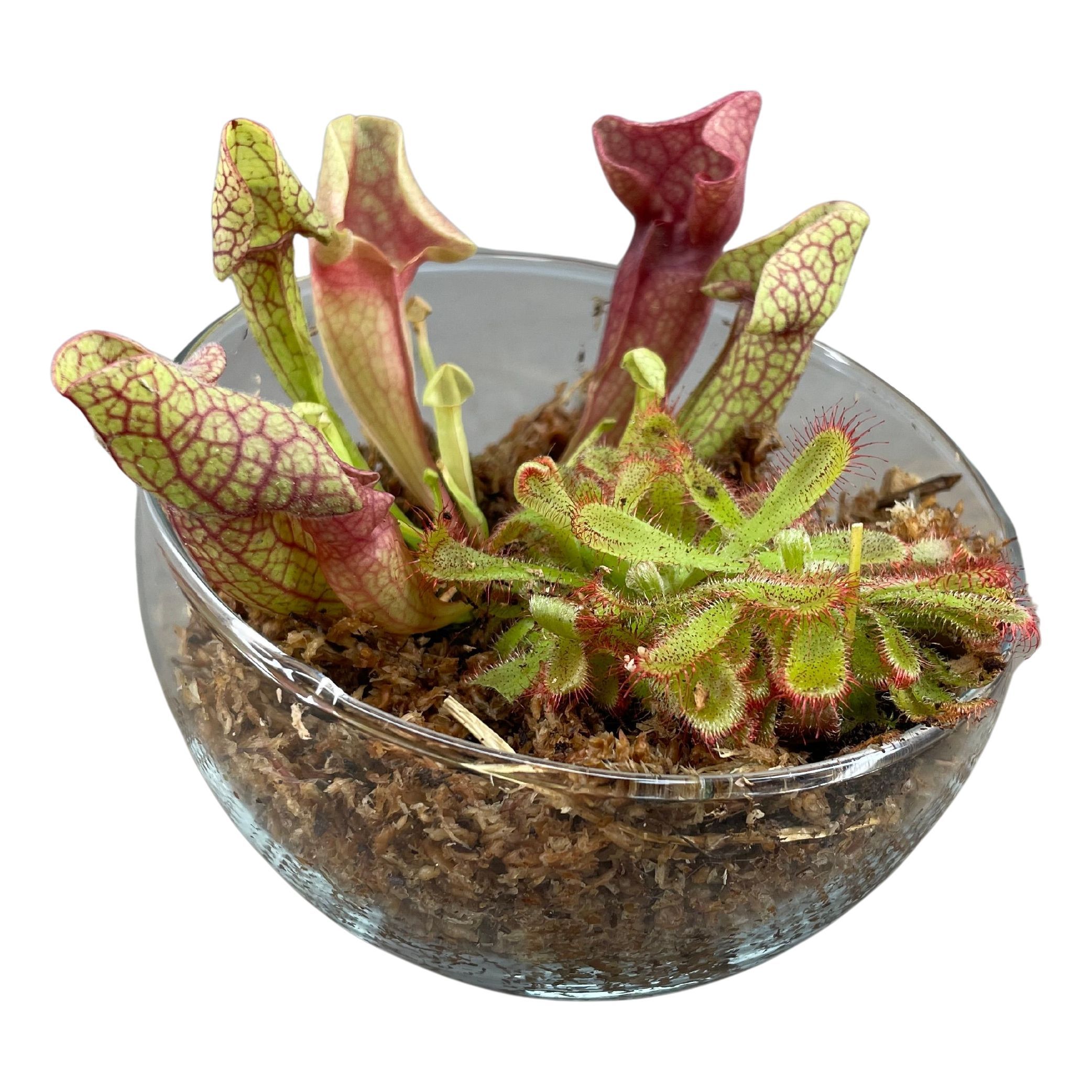 Vleesetende Planten 12P 15H