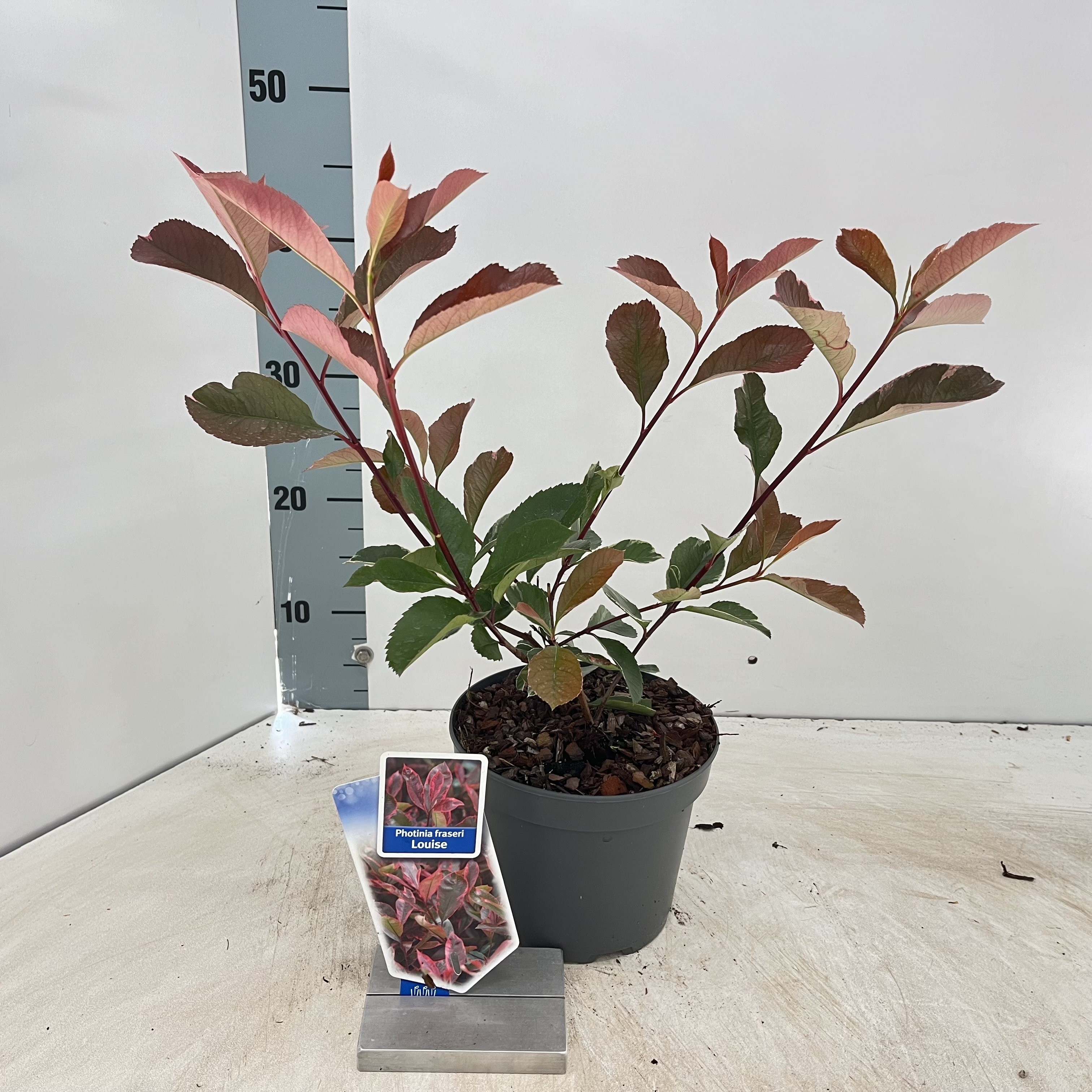 Picture of Photinia fraseri Louise ('McLarlou'PBR)