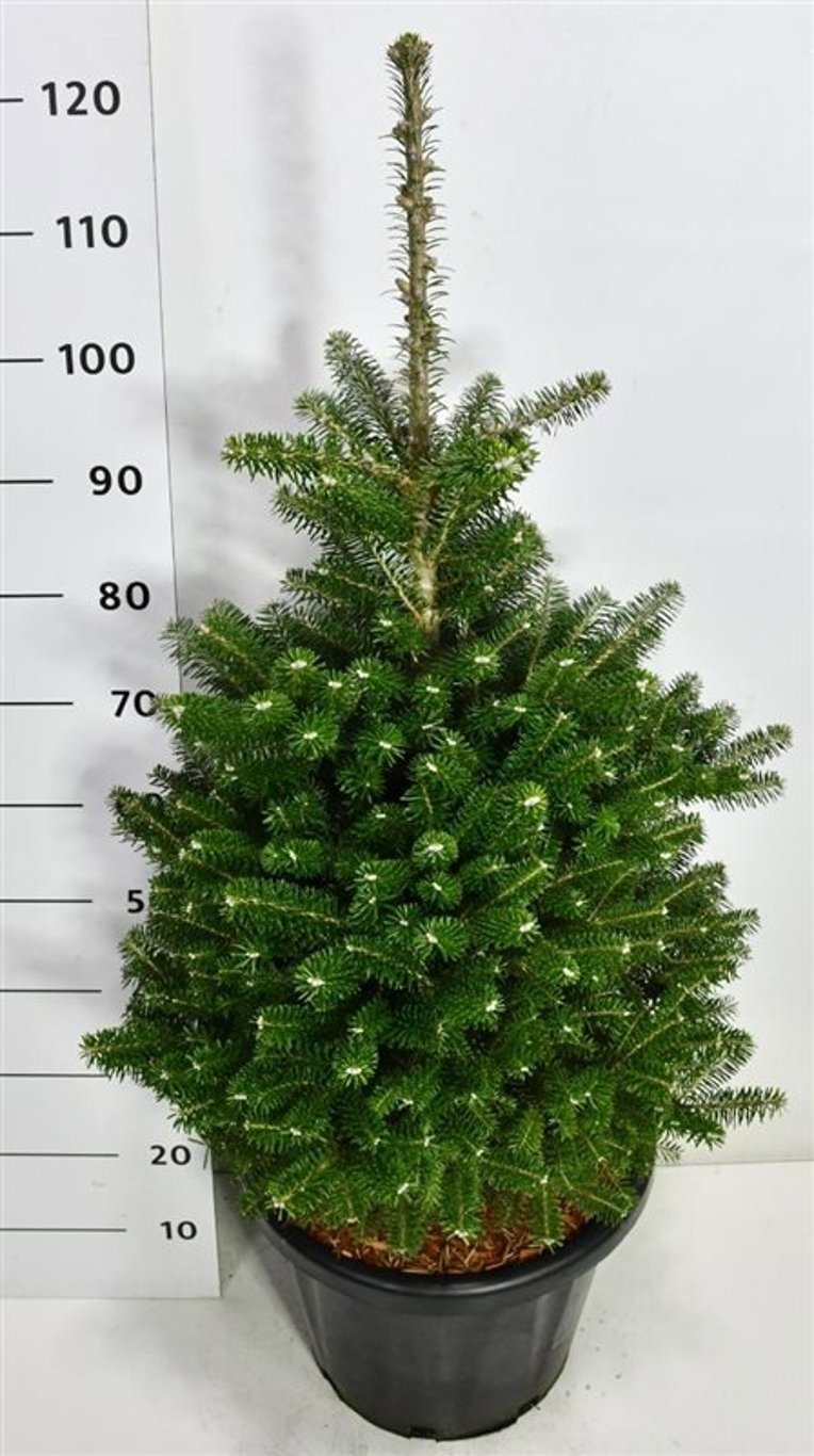 Abies koreana