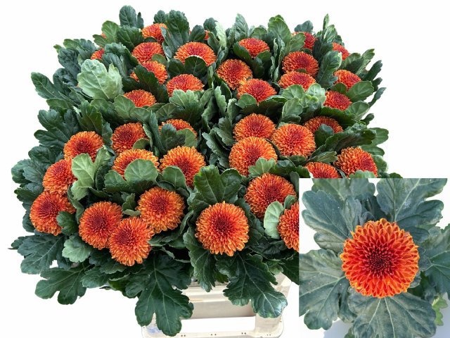 Chrys Single Kiev Bi-color 80cm 95gram