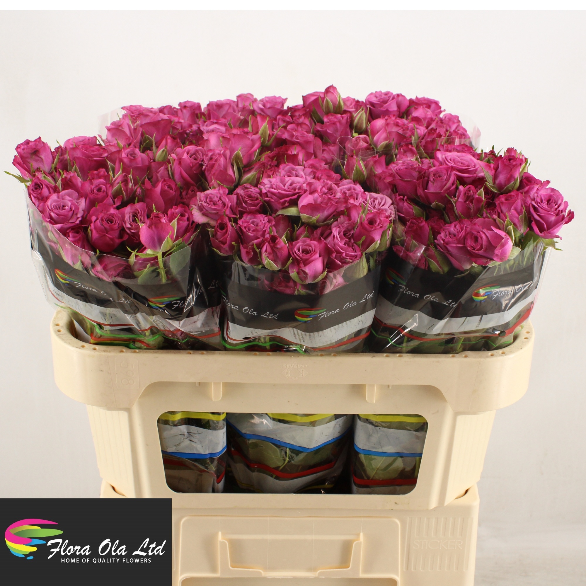 Rosa Spr Fiction 70cm