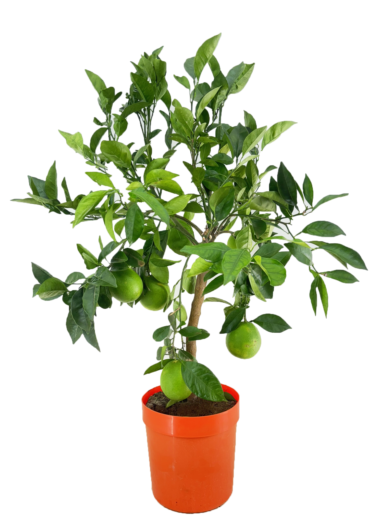 Picture of Citrus sinensis P21 (4 Ltr)