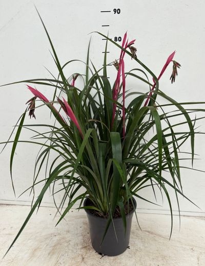 Billbergia nutans Tears of Joy
