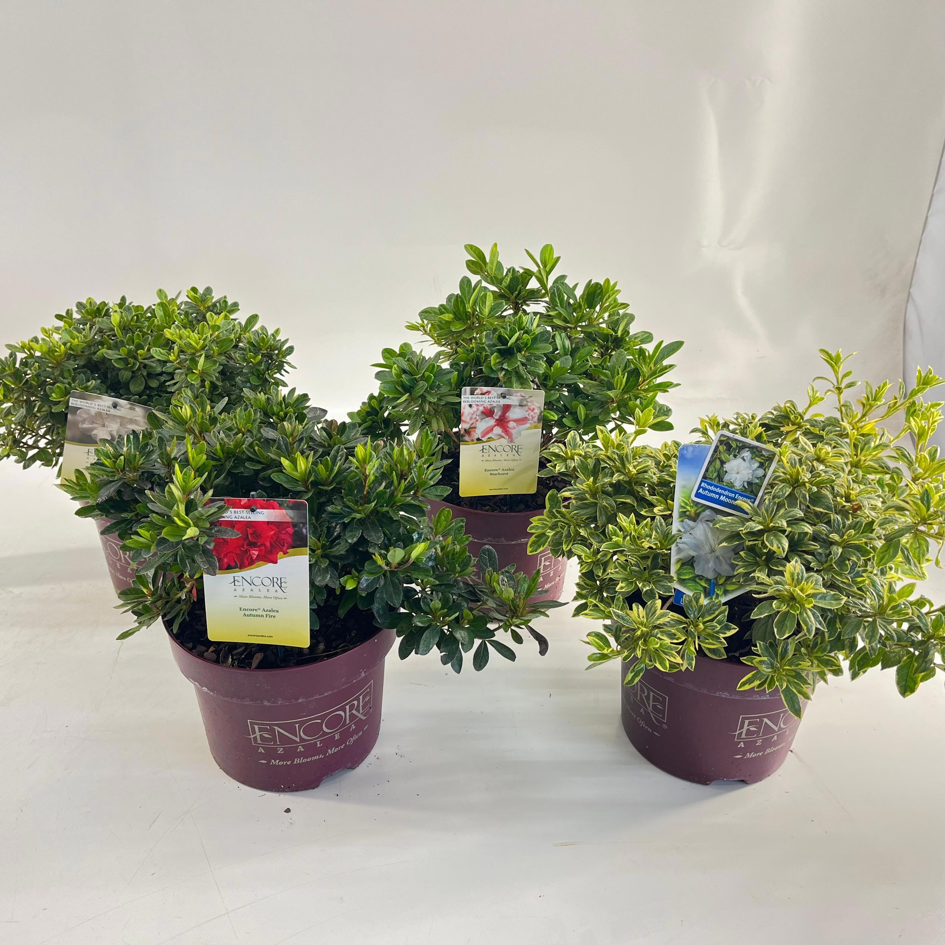 Picture of Rhododendron ENCORE® MIX P23