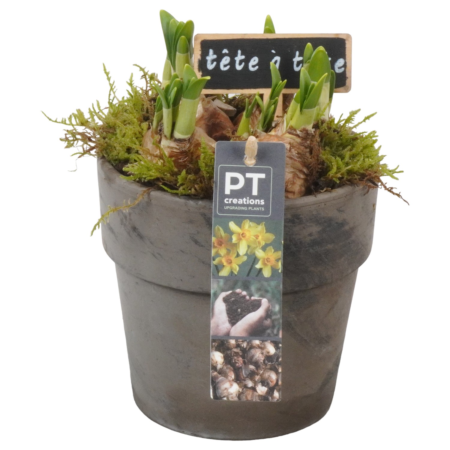 Picture of PTN5066 Arrangement Narcis in terracotta pot P13 18cm