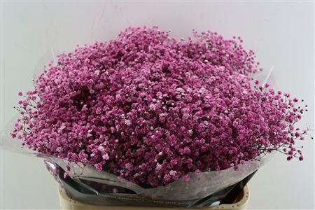 Gypsophila Painted 80cm 40gram