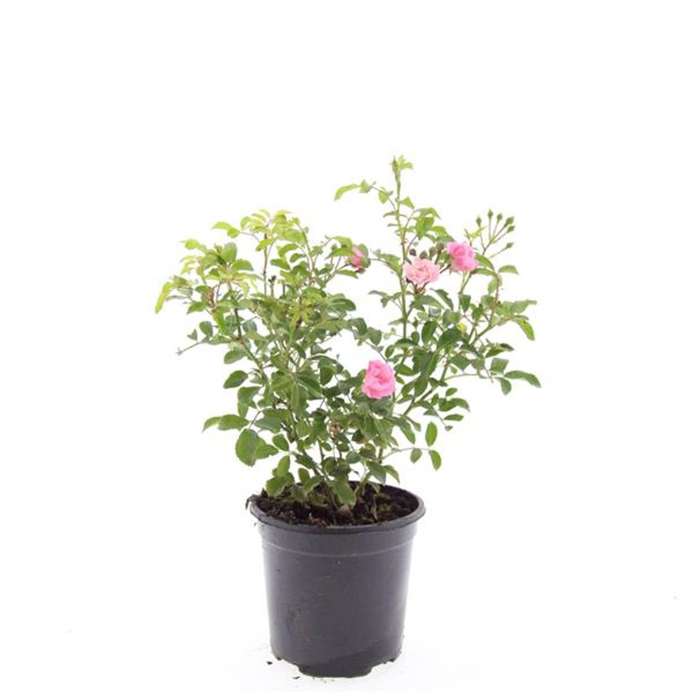 Rosa (P) 'The Fairy'