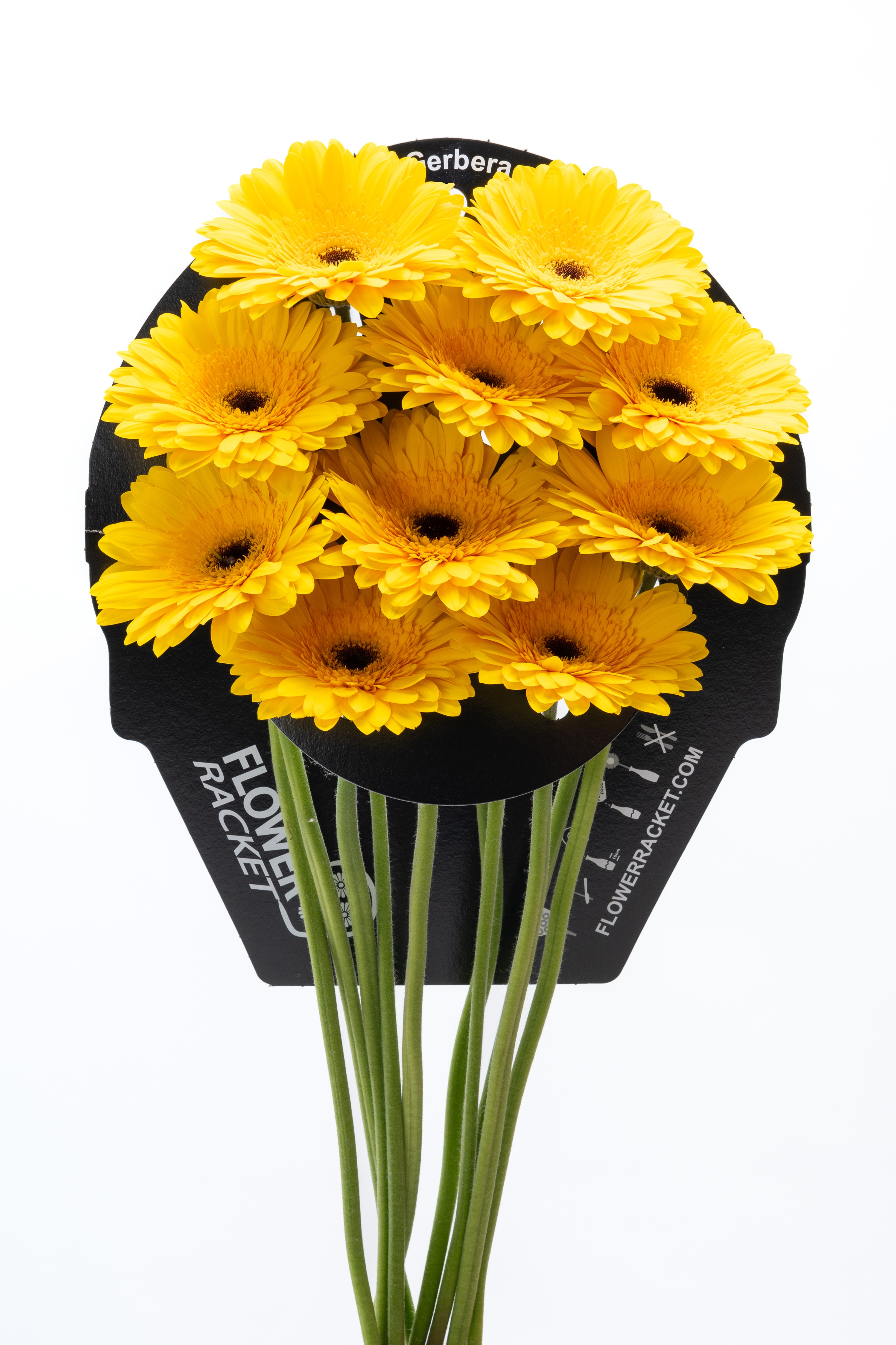 Gr Ge Tepito Flowerracket