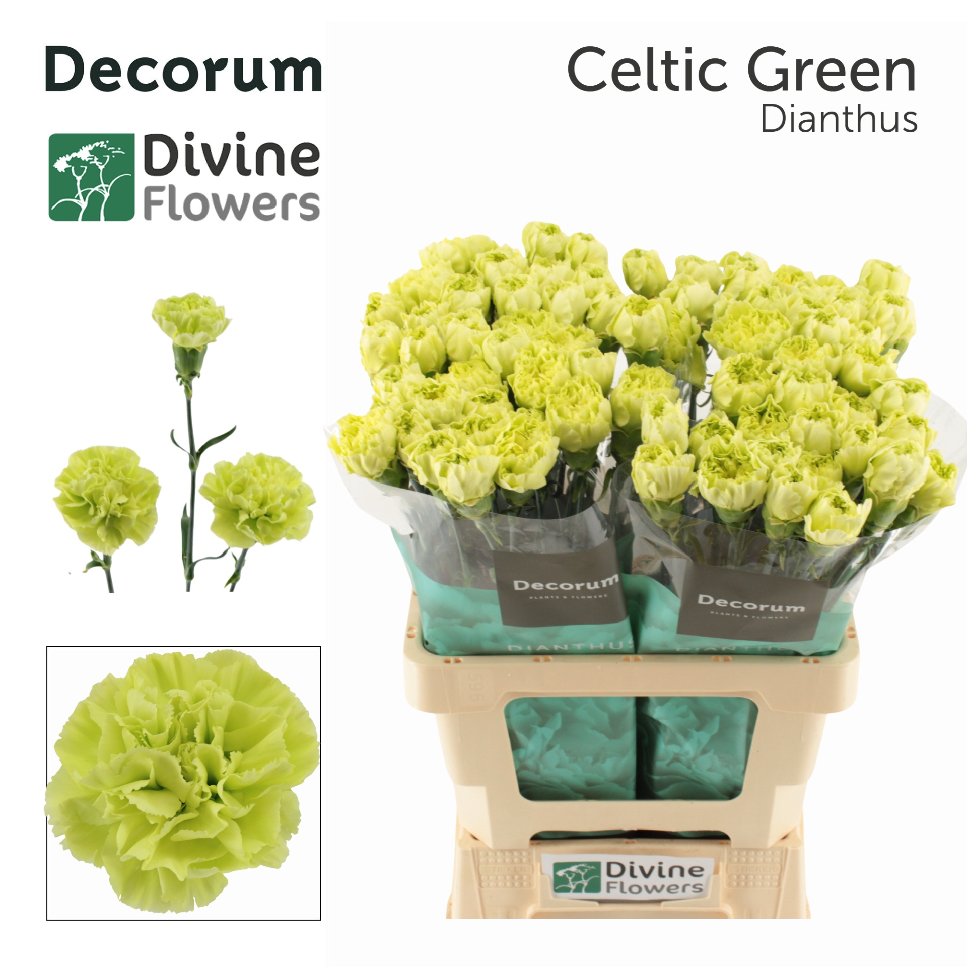 Di St Celtic Green