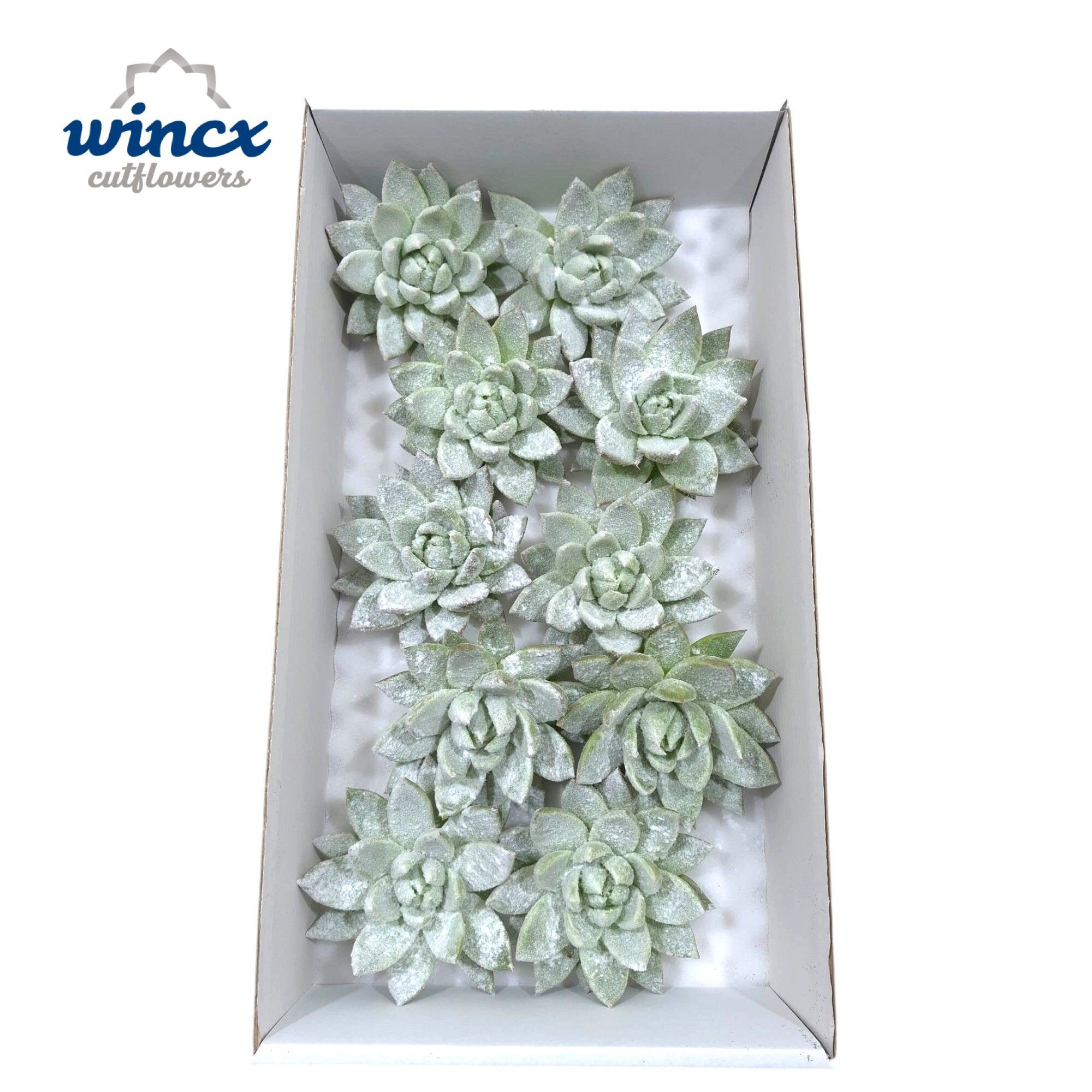 Echeveria White Snow Cutflower