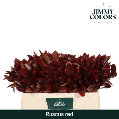 Ruscus L50 Red