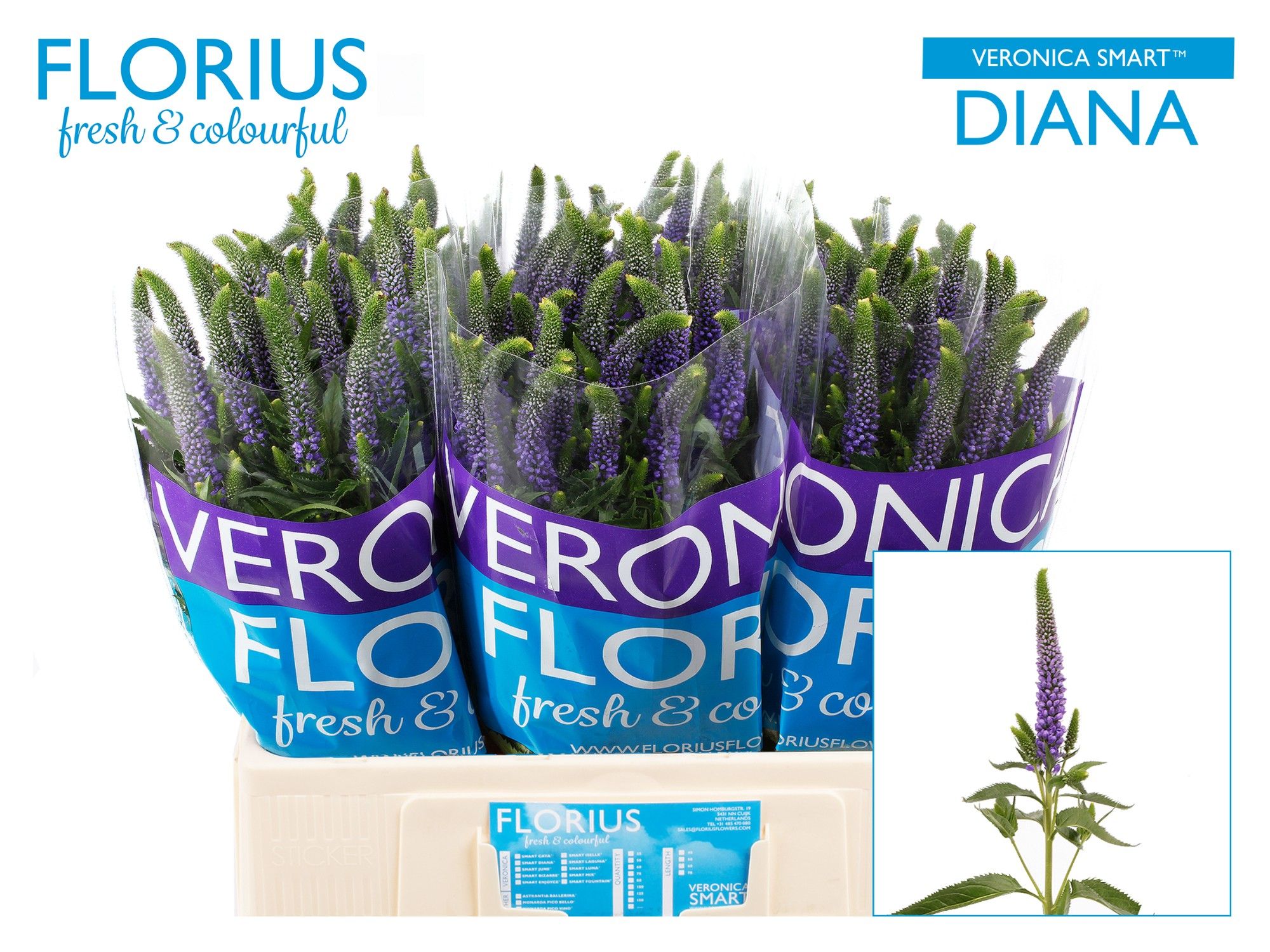 Veronica Clea Diana 60cm