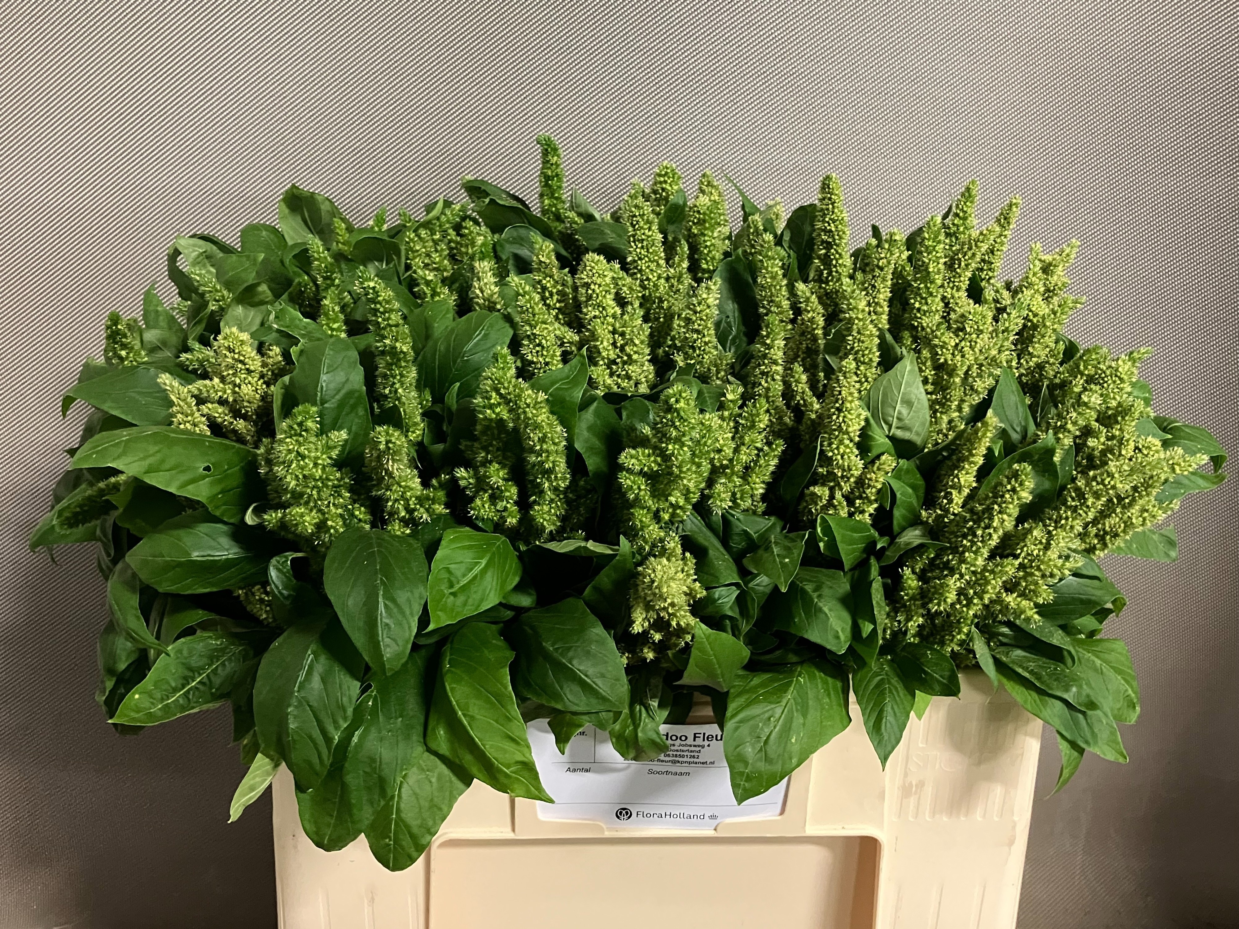 Amaranthus Green Thumb 50cm