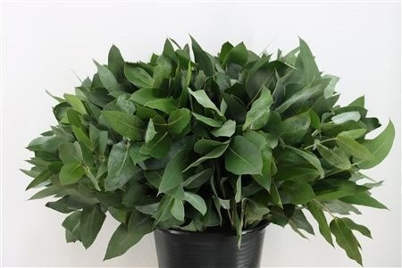 Euca Robusta Juv 55L.cm
