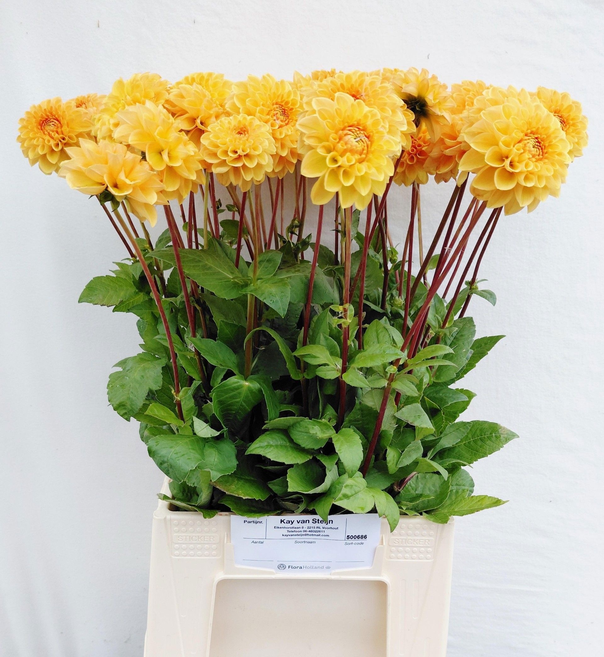 Dahlia Sylvia 50cm