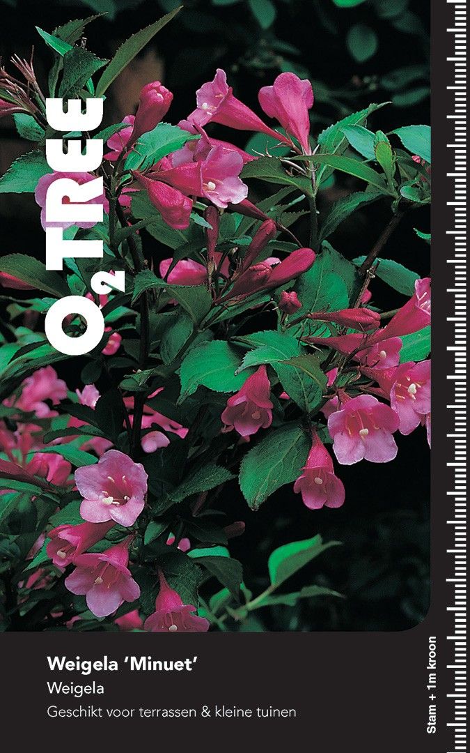 Weigela 'Minuet' stam