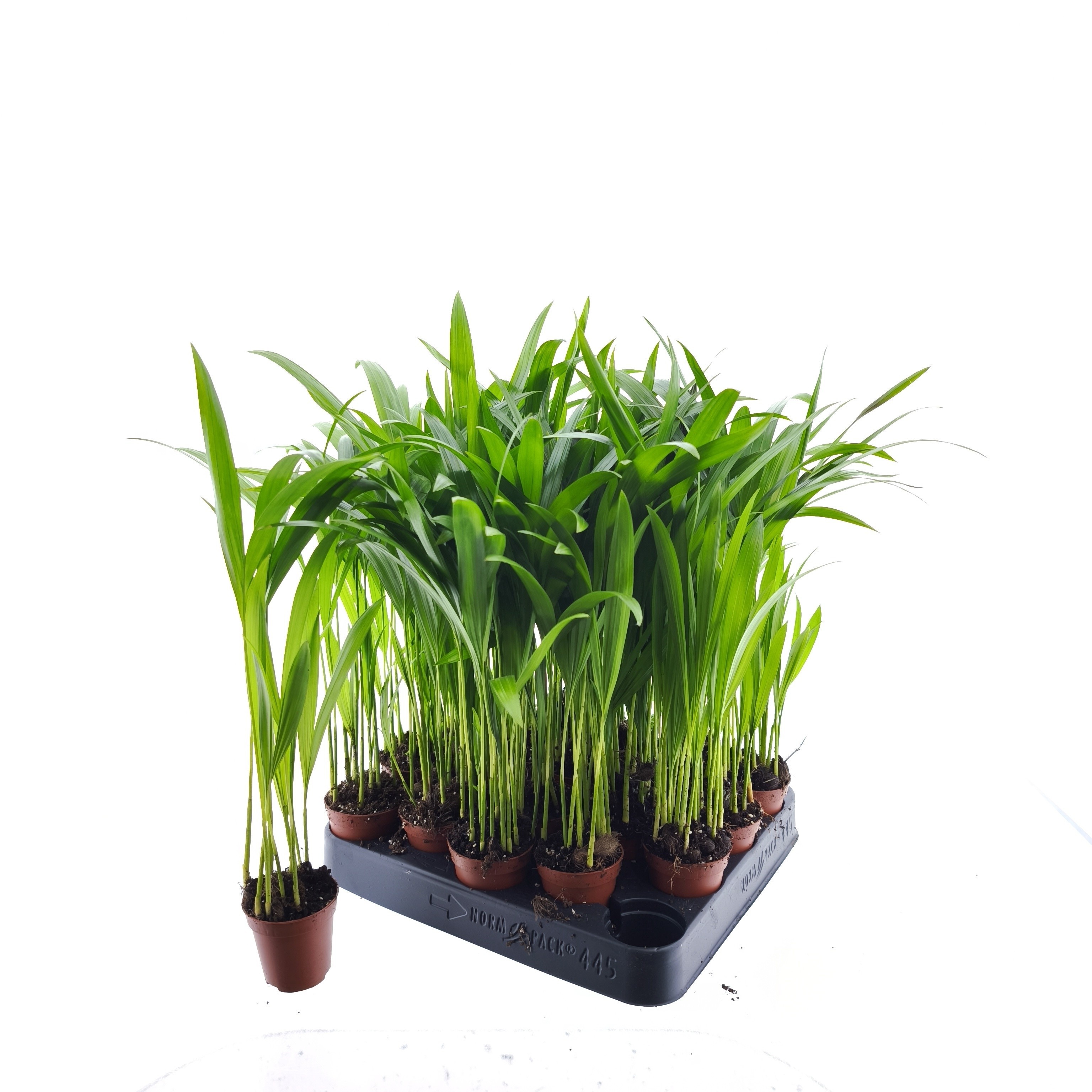 Dypsis Lutescens 505P 30H 8stek