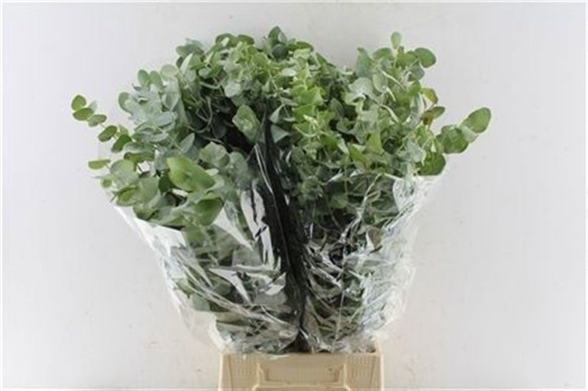 Euc Cinerea Per Bos