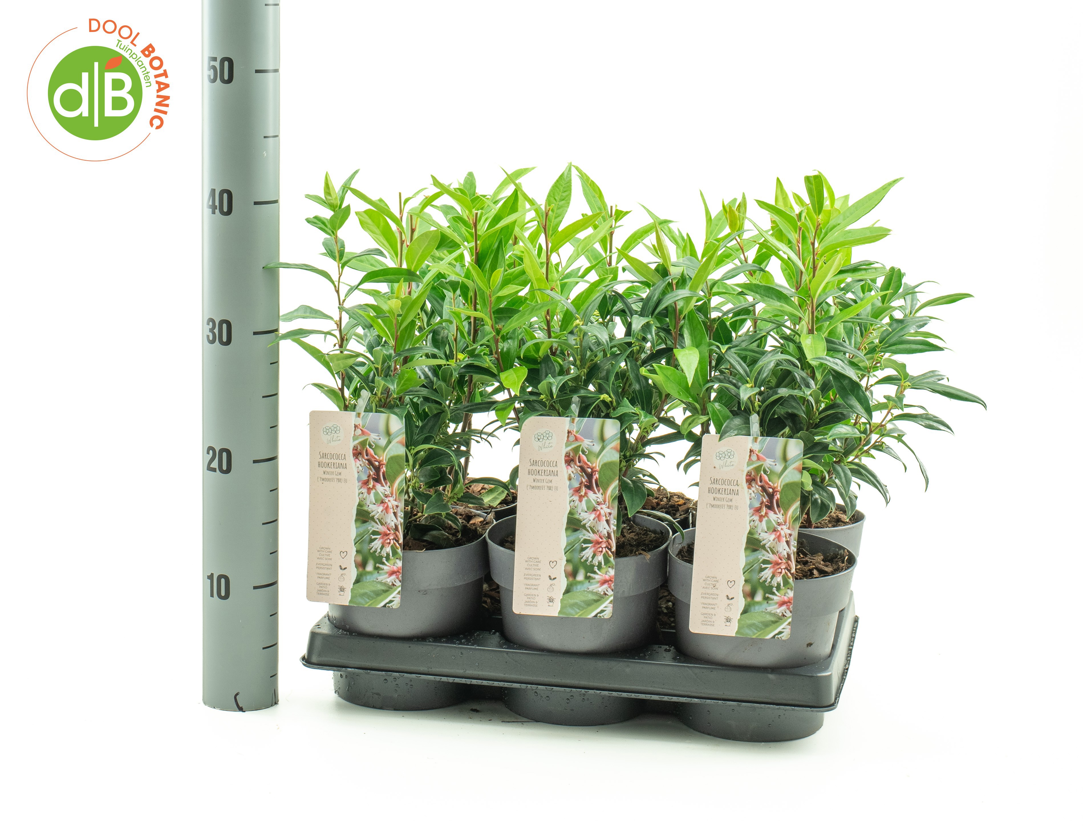 Sarcococca hum. 'Winter Gem' pbr