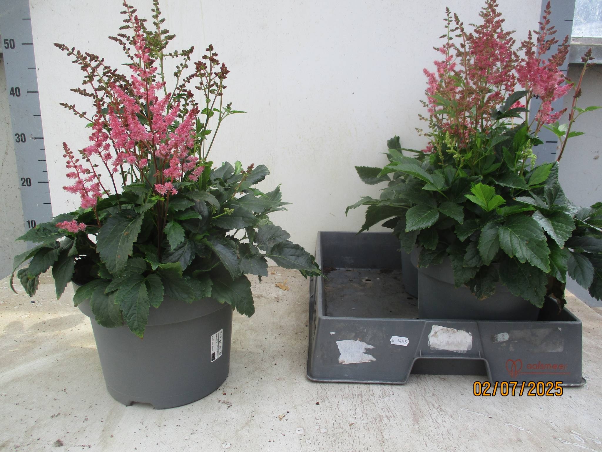 Astilbe (Arendsii Grp) 'Federsee' - Astilbe