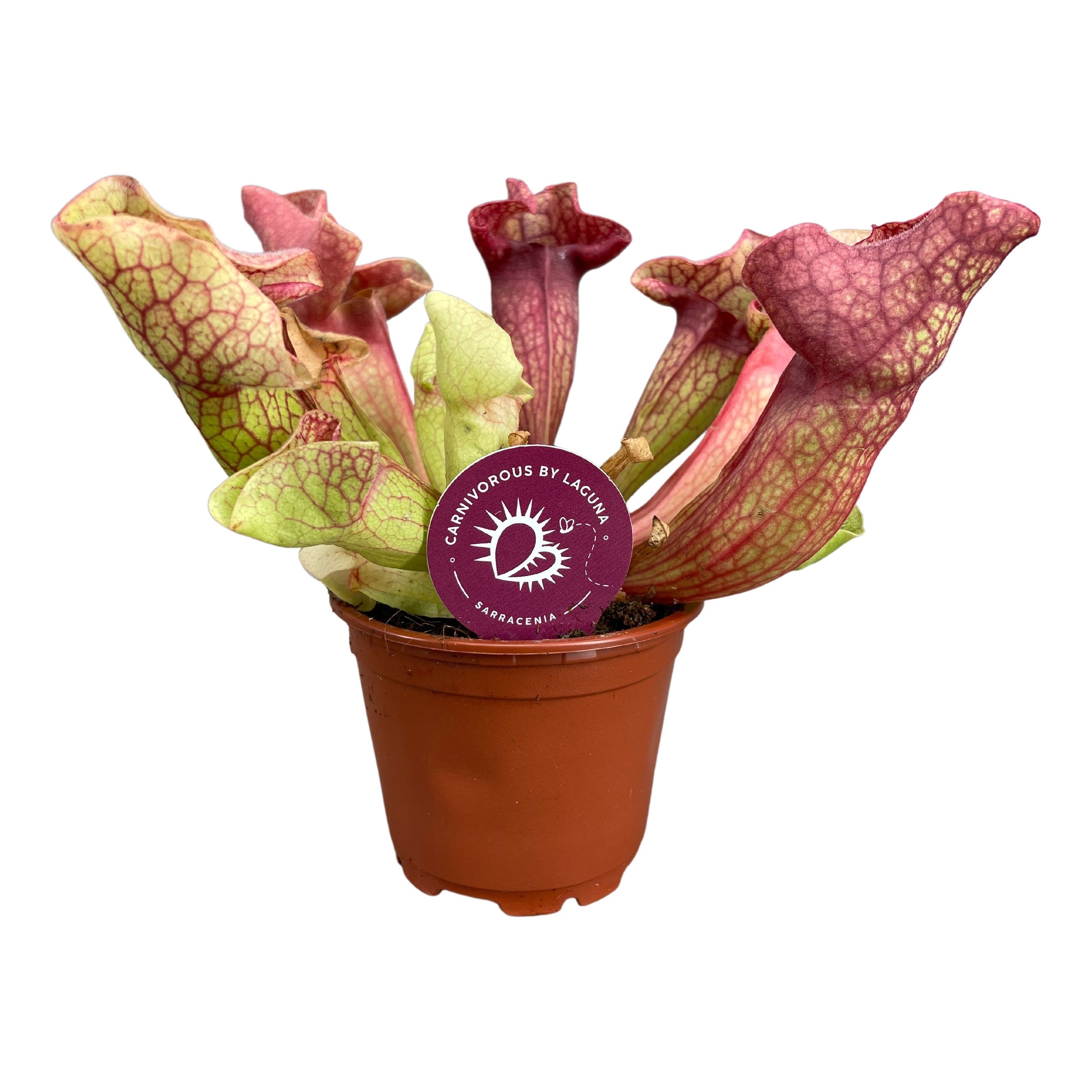 Sarracenia Ov 508P 15H