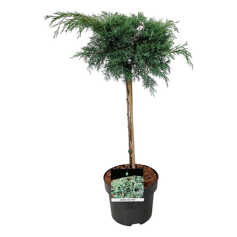 Picture of Juniperus virg. 'Hetz'