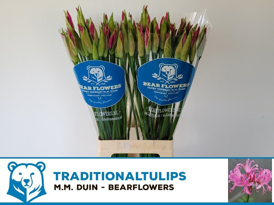 Nerine Ras Van Roon 70cm