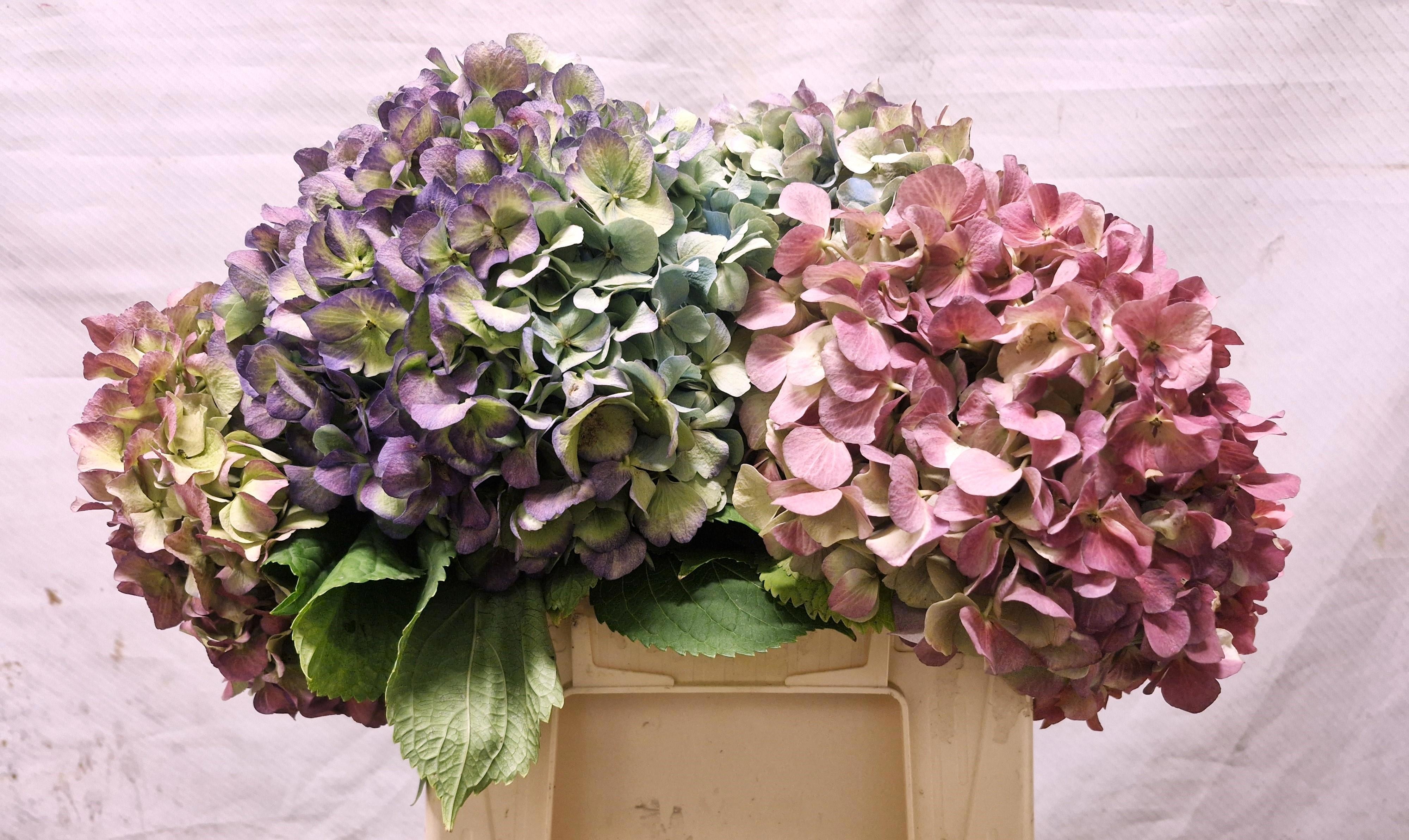 Hydrangea Bodensee Clas 35cm 18Ø