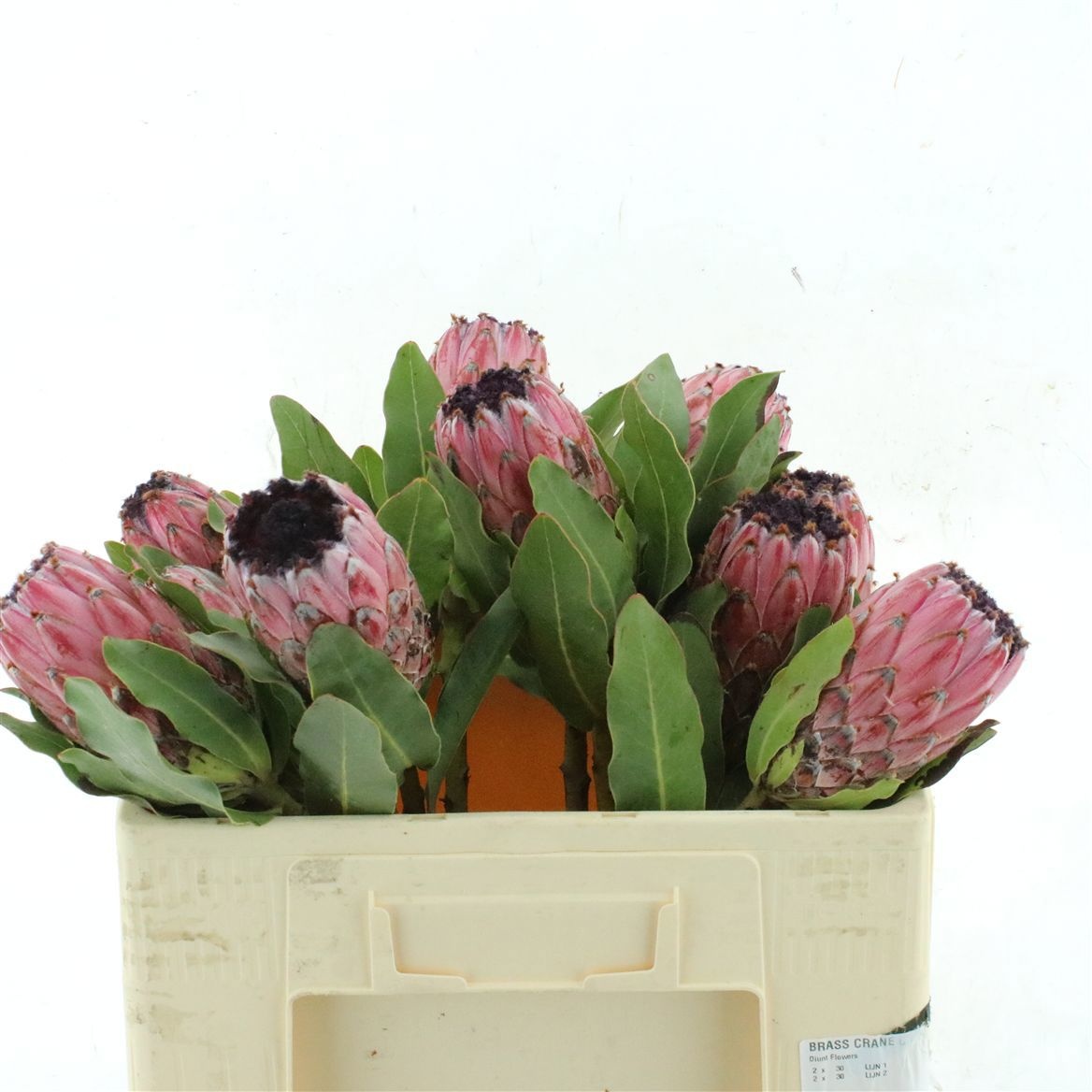 Protea Rubens 50cm
