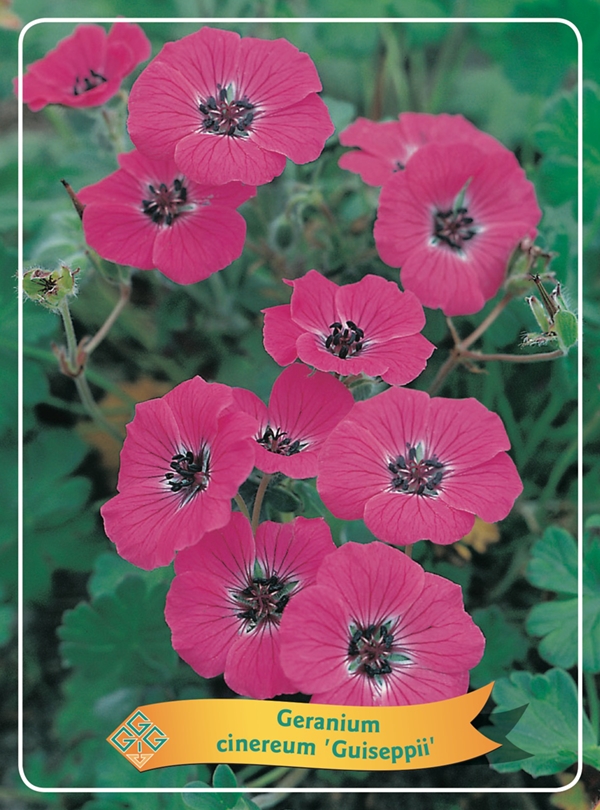 Picture of Geranium Mix 6x10 srt. per shelve P11