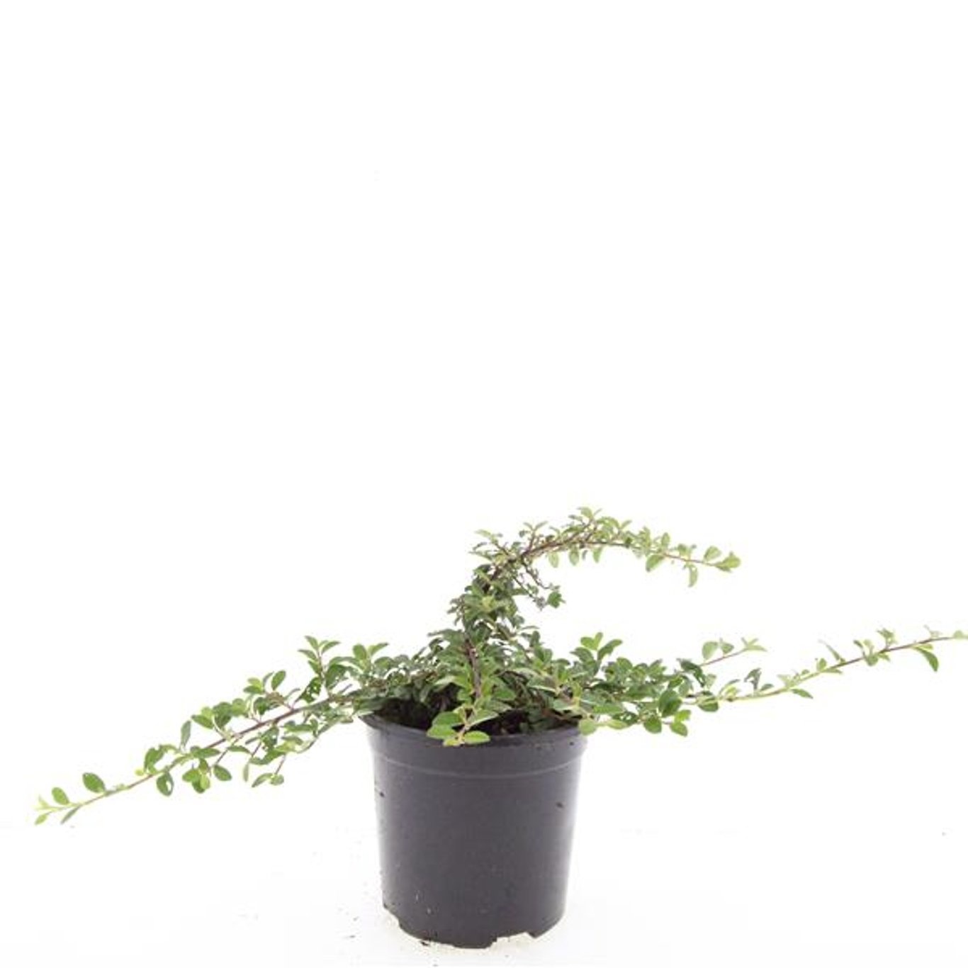 Cotoneaster dammeri 'Mooncreeper'