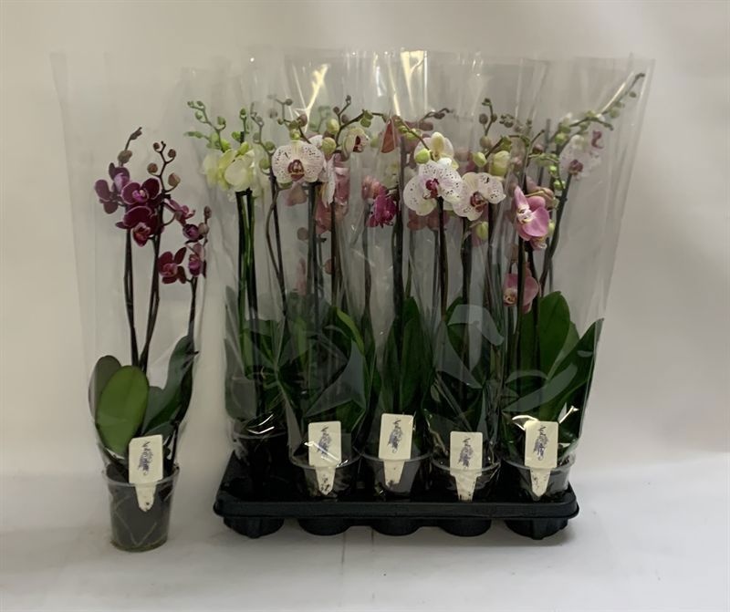 Phal Gem 12P 70H 3TAK 20bloem 12bloei