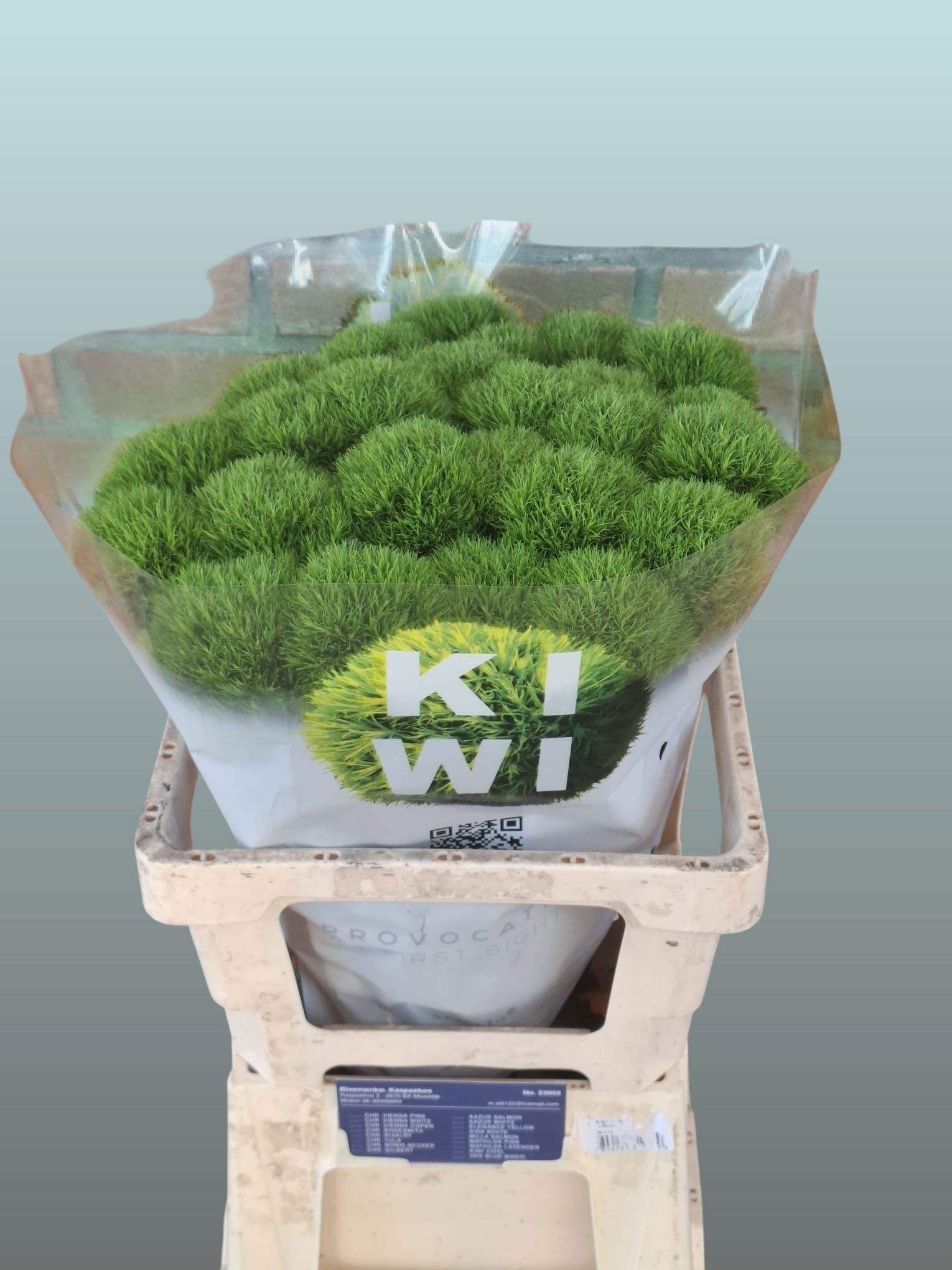 Dianthus Barb Kiwi Cool 50cm