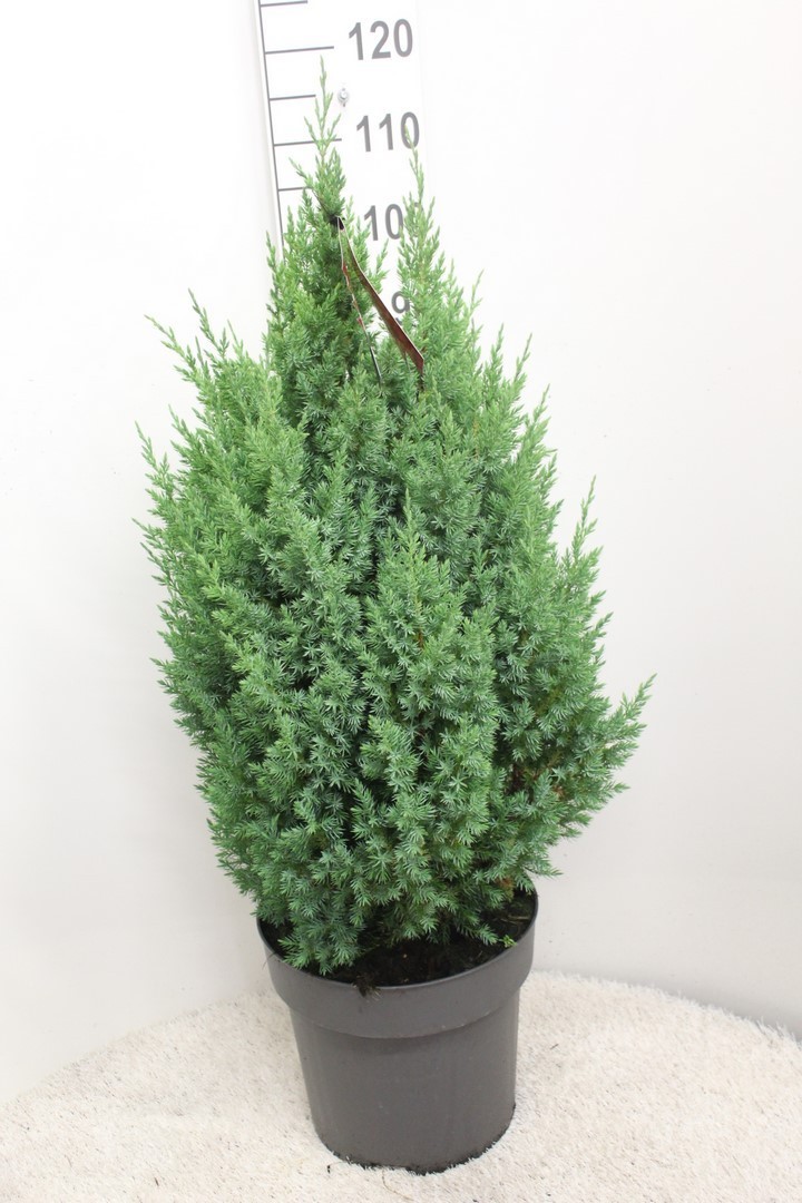 Picture of Juniperus chinensis Stricta P32 (15 Ltr) 110CM-INC-POT/POTGROWN