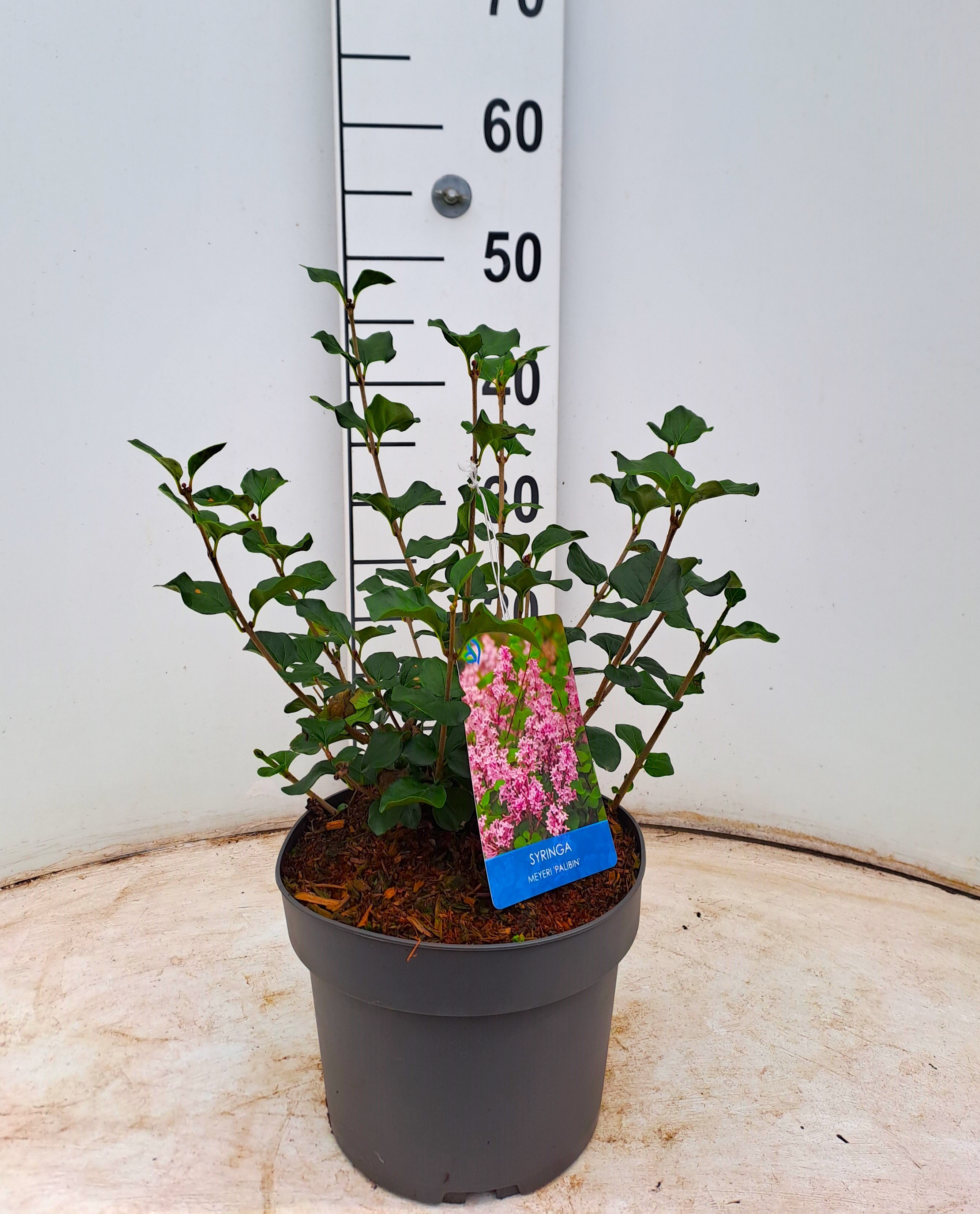 Picture of Syringa meyeri Palibin P21 (4 Ltr) (LOOSE)