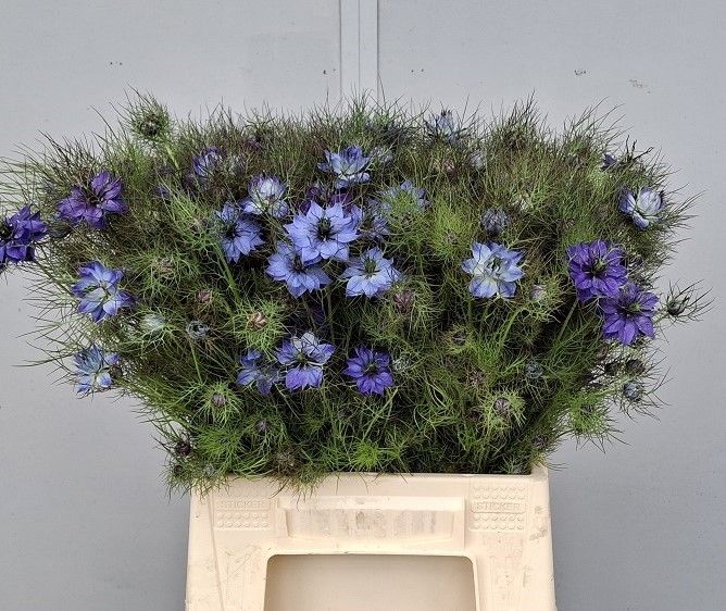 Nige D Ov Blauw Bs