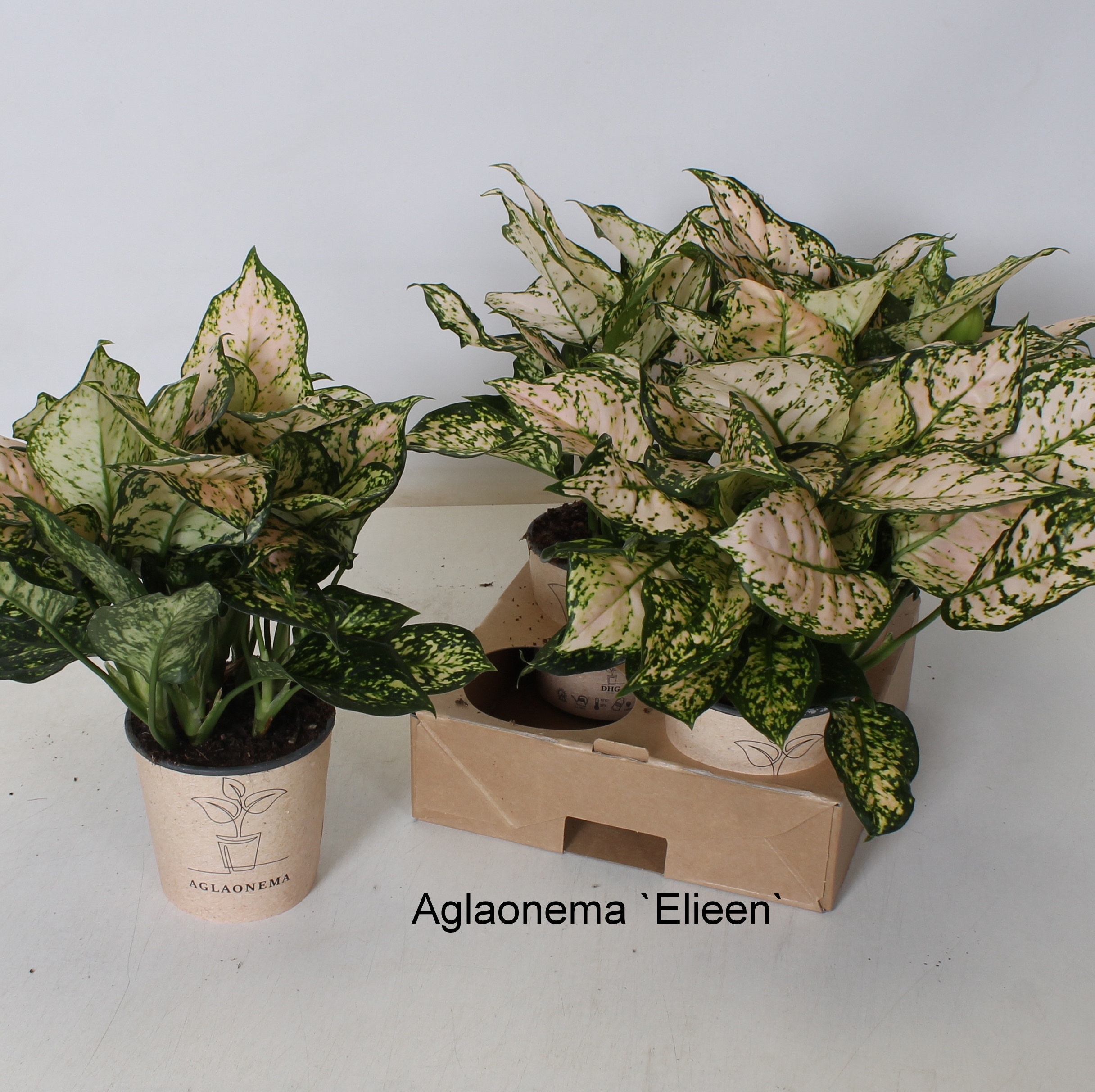 Aglaonema overig - Aglaonema