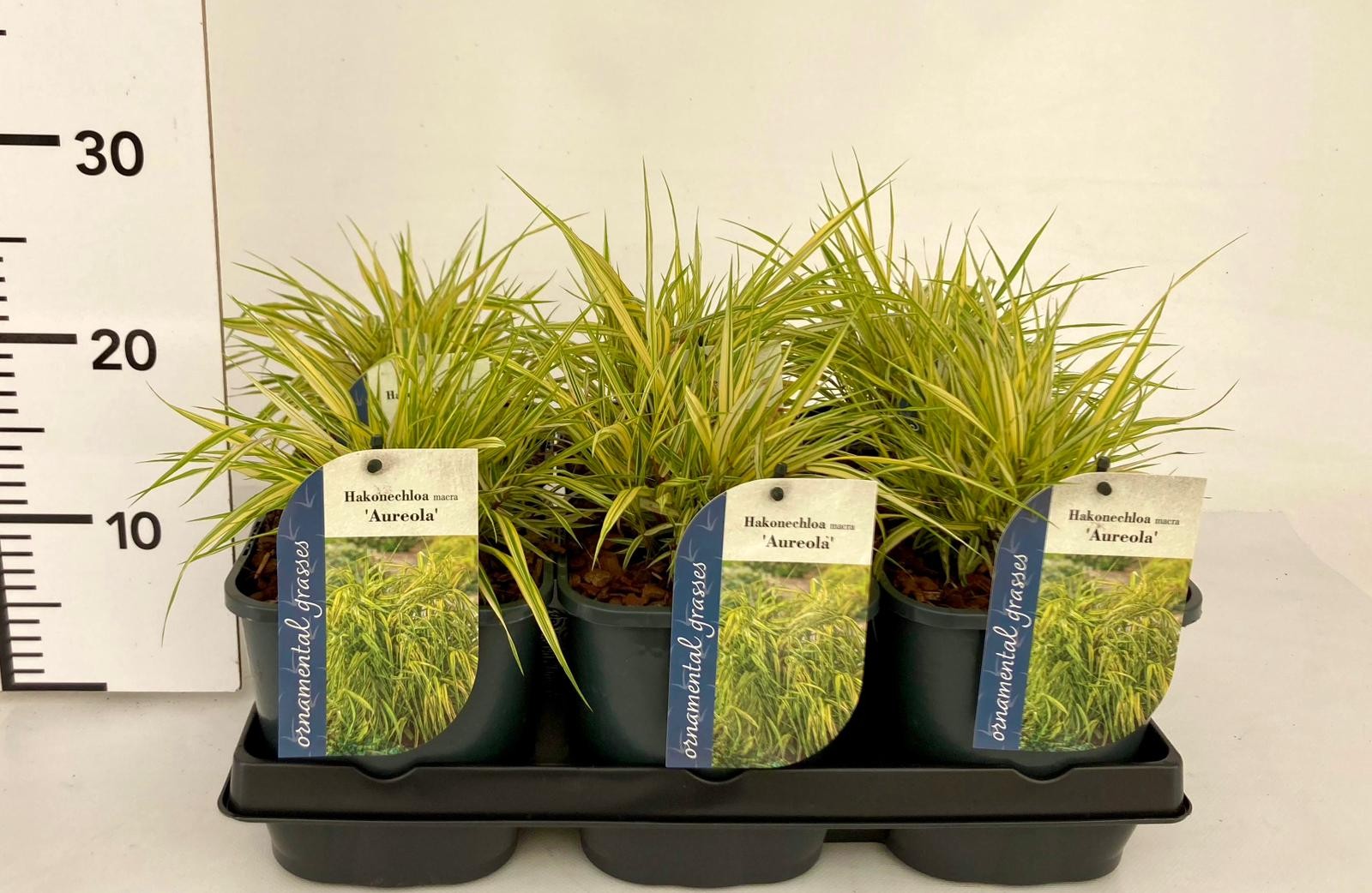 Picture of Hakonechloa macra Aureola P17 (2 Ltr)