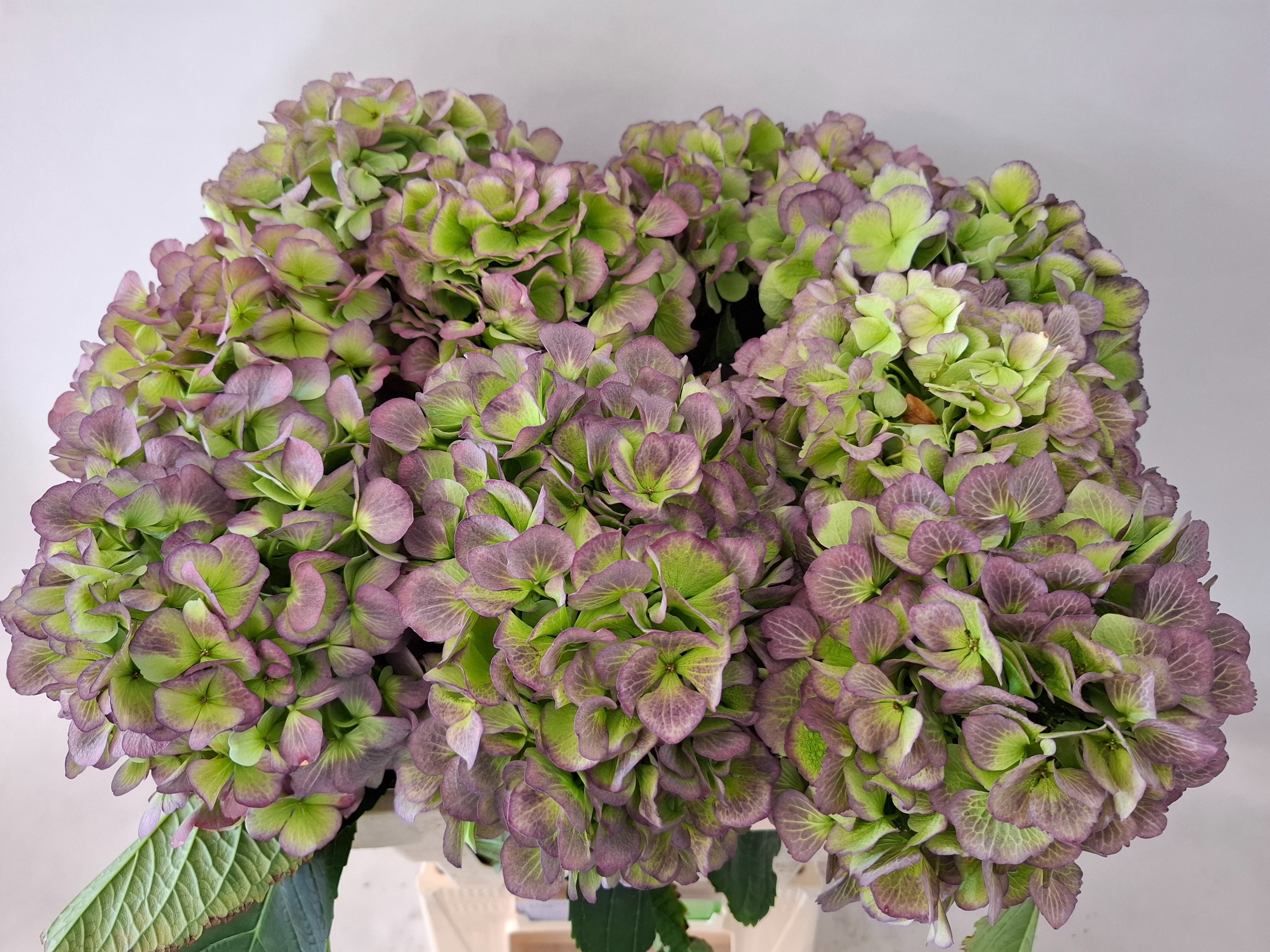 Hydrangea Verena Classic Blue 60cm 18Ø