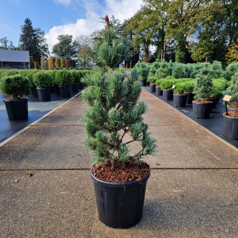 Picture of Pinus parviflora Bonnie Bergman C11 50/+ (LOOSE)