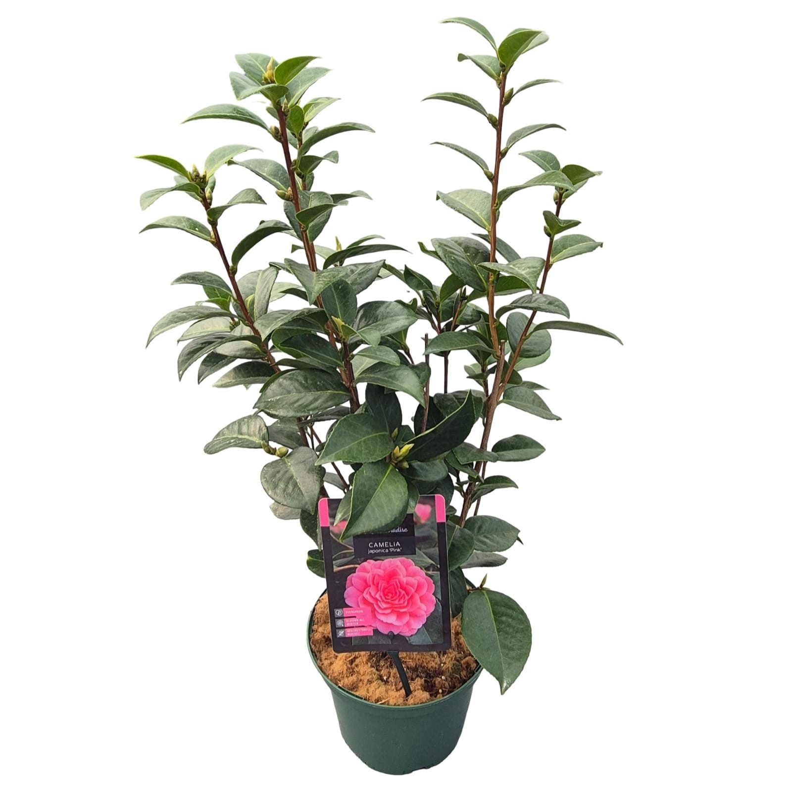 Camellia jap. 'Pink'