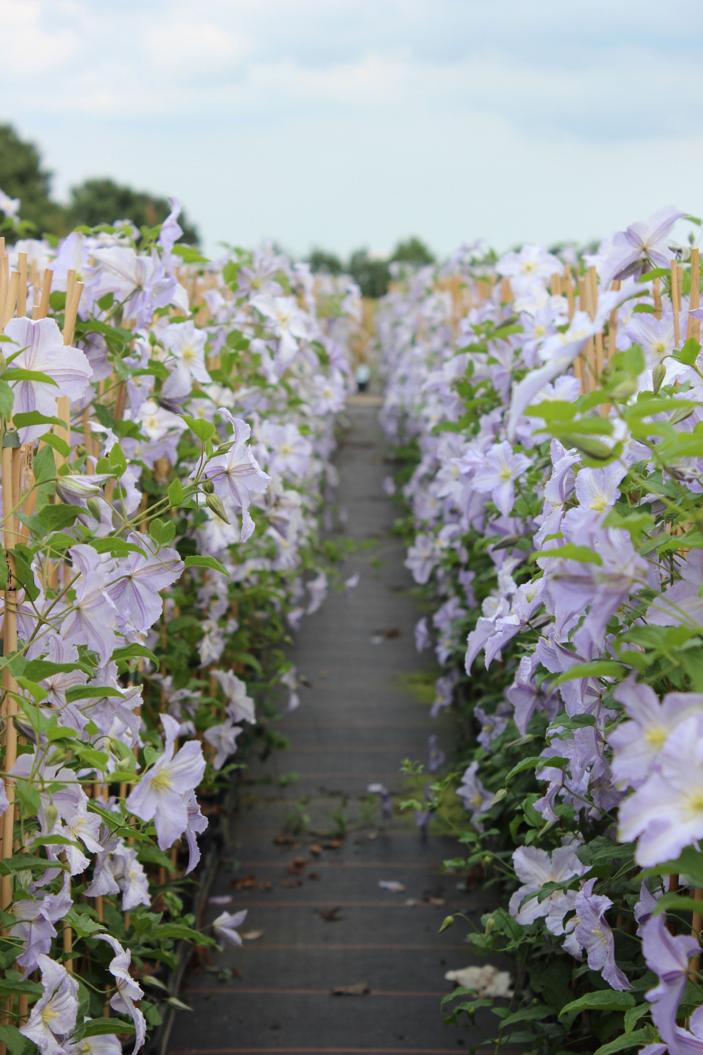 Clematis 'Blekitny Aniol' (syn.: 'Blue Angel')