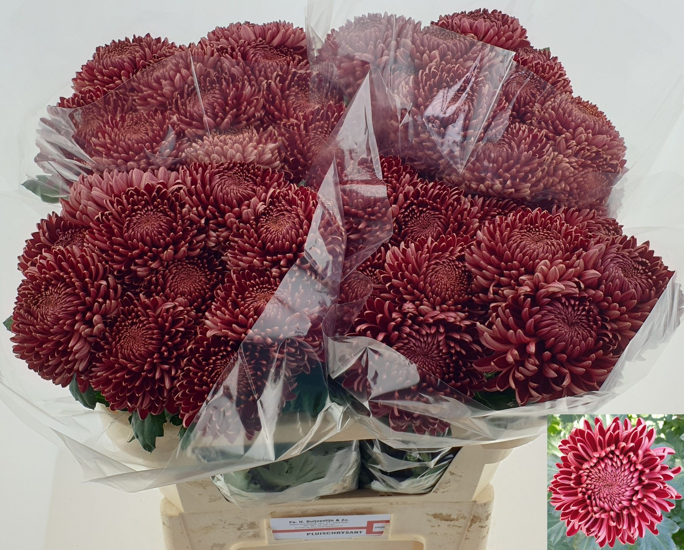 Chrys Single Bigoudi Red 70cm 75gram