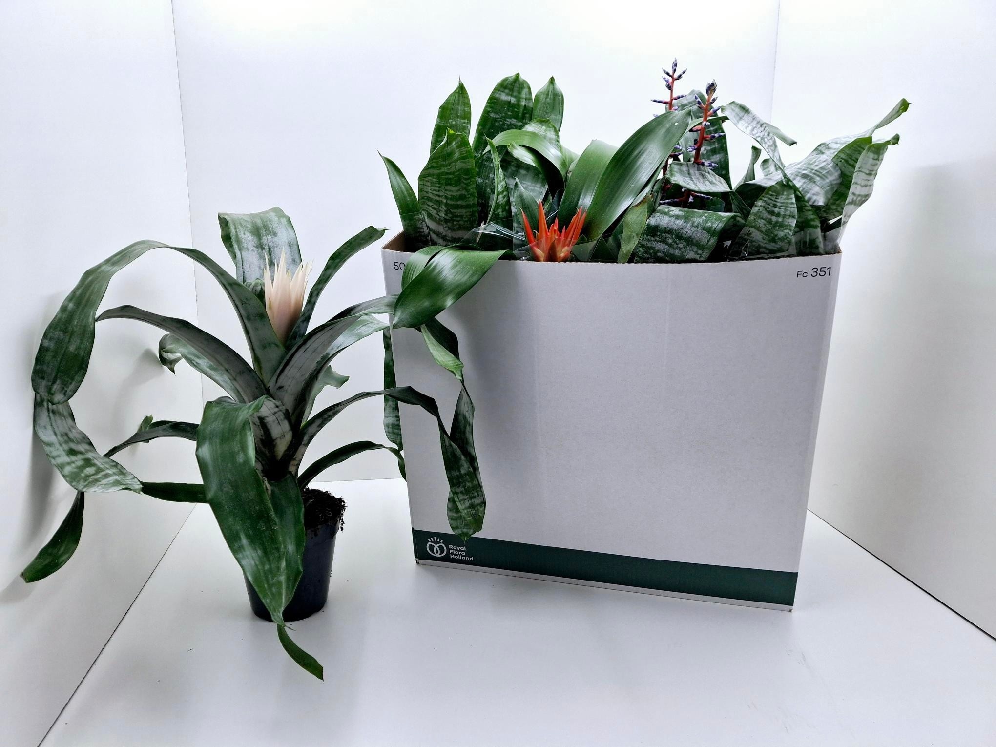 Aechmea gemengd - Kokerbromelia