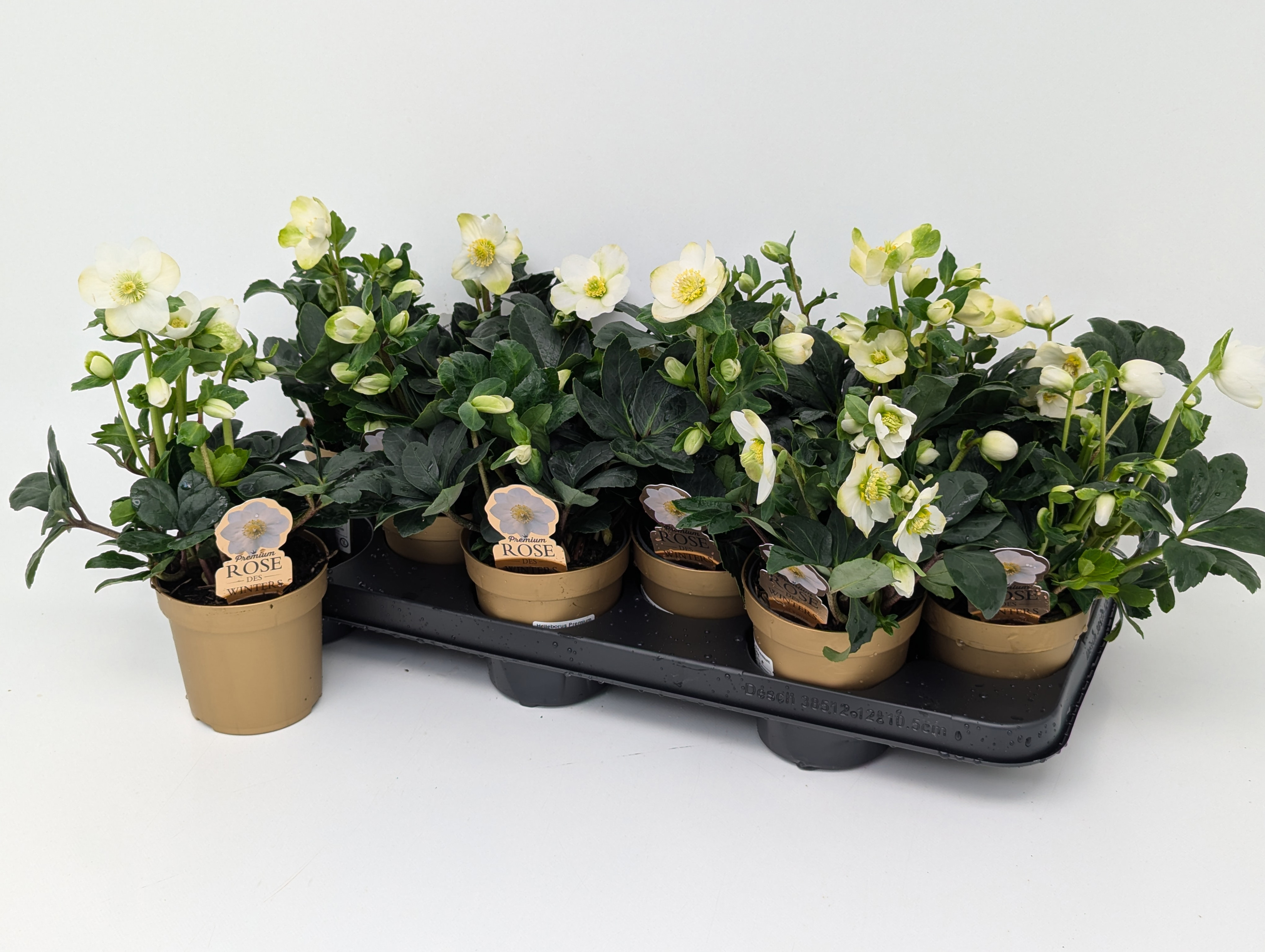 Helleborus Christmas Carol T10-11vol. Premium Sortierung im goldenen Topf "Rose des Winters"