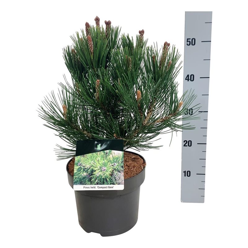 Picture of Pinus held. 'Compact Gem'