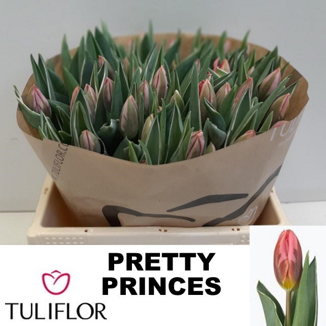 Tu En Pretty Princes