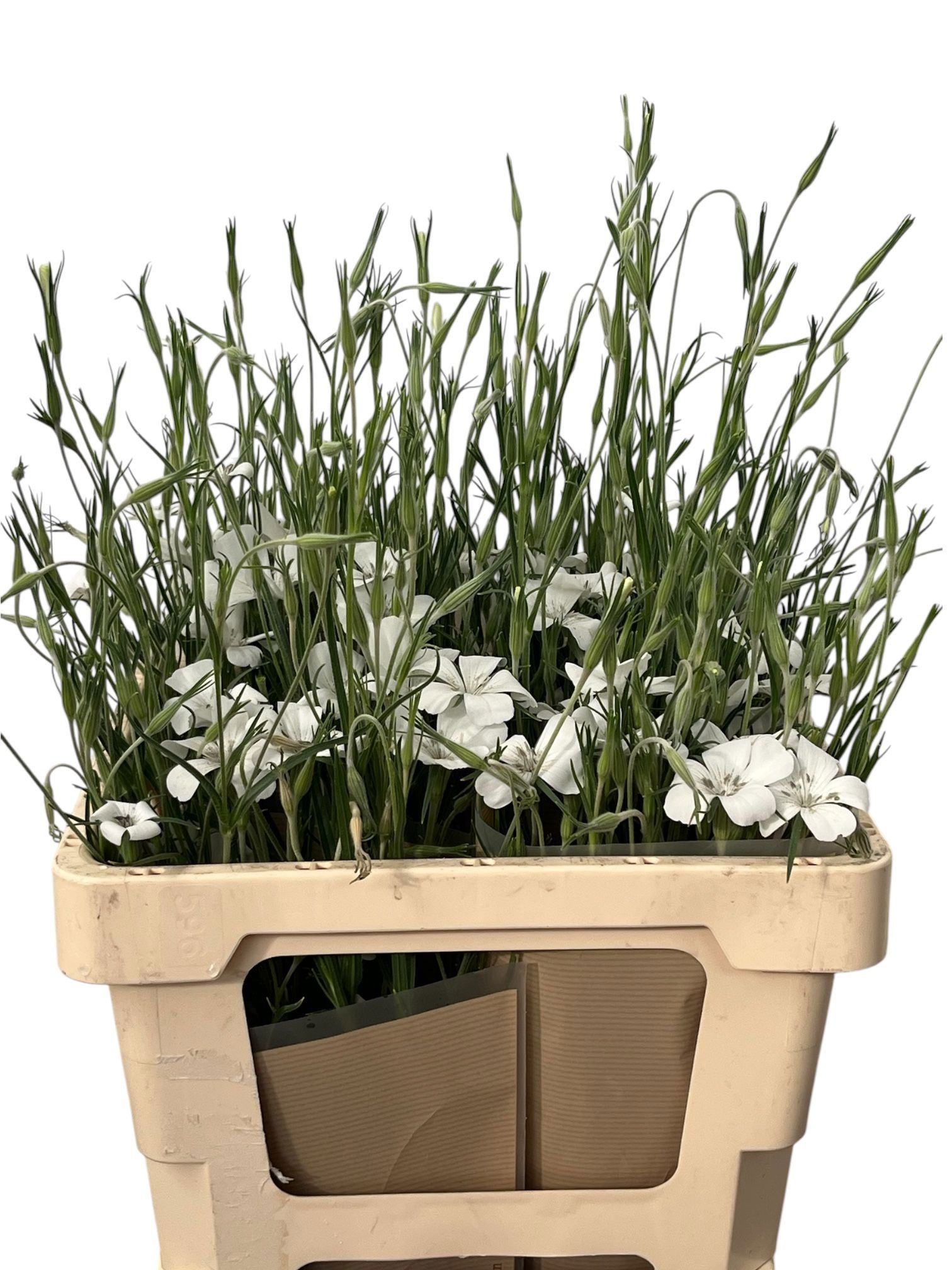 Agrostem Queen White 50cm