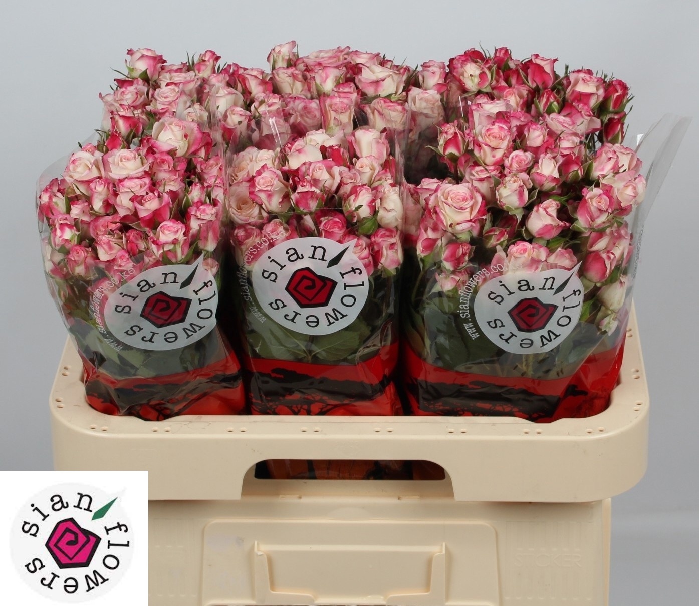 Rosa Spr Reflex 60cm