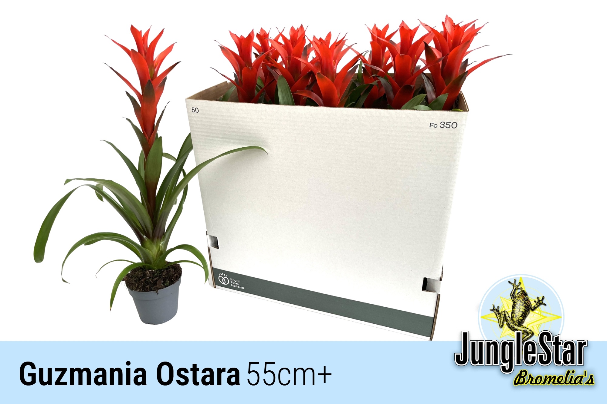 Guzm Ostara 13Ø 55cm